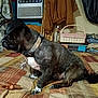 animal, bed, bedroom, bulldog, canine, computer, couch, dog, electronics, frenchbulldog, furniture, homedecor, indoors, laptop, linen, pc, pet, plywood, room, wood