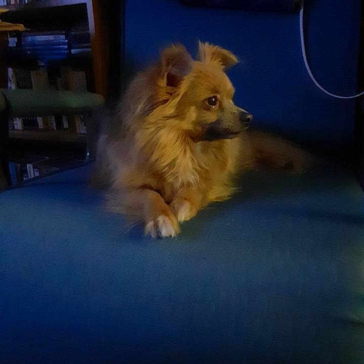 Little Rebel joined the competition — help win amazing prizes! animal, blue_chair, bookshelf, calm, chair, cozy, dog, domestic_animal, fluffy, fur, furniture, house, indoor, looking_away, mammal, paws, pet, resting, side_view, small_dog