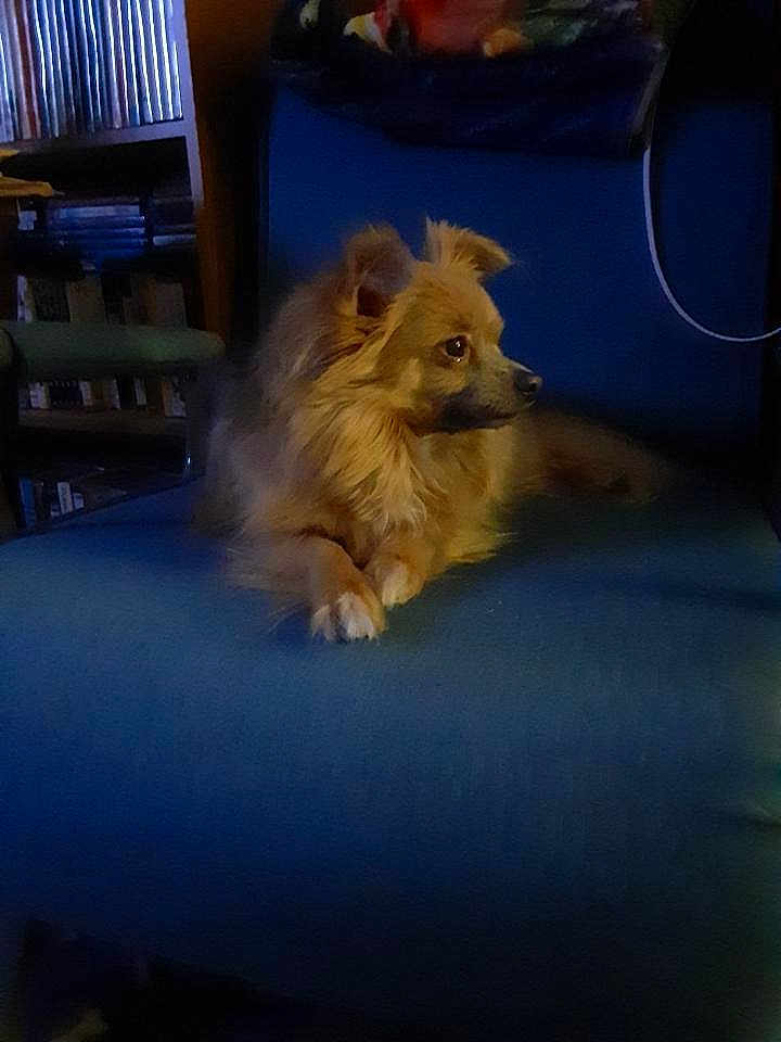 Little Rebel joined the competition — help win amazing prizes! dog, small_dog, fluffy, chair, blue_chair, indoor, pet, animal, furniture, bookshelf, calm, looking_away, fur, paws, mammal, domestic_animal, side_view, resting, house, cozy