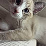 animal, blue_eyes, book, cat, close_up, curious, cute, domestic_cat, face, fur, indoors, kitten, paw, pet, portrait, reading, resting, soft_light, whiskers, young