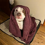 Tigger Ray joined the competition — help win amazing prizes! dog, towel, pet_bed, indoor, wooden_floor, wrapped, brown_and_white, curious_eyes, cozy, animal, domestic_animal, looking_up, snug, collar, flooring, expression, fur, pet, resting, blanket