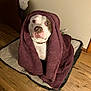 dog, towel, pet_bed, indoor, wooden_floor, wrapped, brown_and_white, curious_eyes, cozy, animal, domestic_animal, looking_up, snug, collar, flooring, expression, fur, pet, resting, blanket