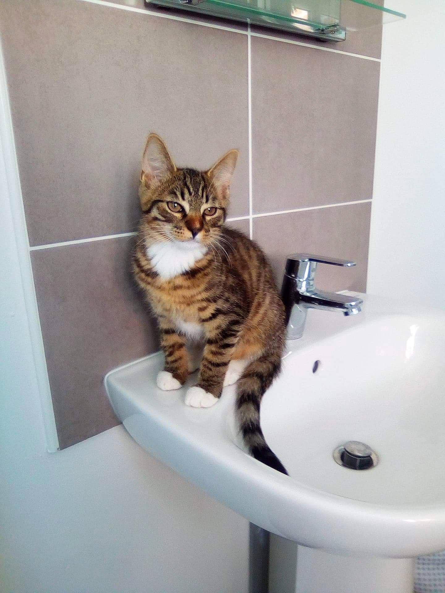 Noisette a rejoint le concours — aidez-le/la à gagner de superbes lots ! american_shorthair, bathroom, bathroom_accessory, bidet, carnivore, cat, domestic_short_haired_cat, dragon_li, european_shorthair, felidae, kitten, maine_coon, plumbing_fixture, room, small_to_medium_sized_cats, tabby_cat, toilet, toyger, whiskers