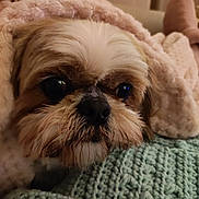 Nell joined the competition — help win amazing prizes! dog, pet, close_up, blanket, knitted, cozy, resting, fur, cute, indoor, soft, warm, texture, small_dog, face, sleepy, comfort, animal, snuggle, relax