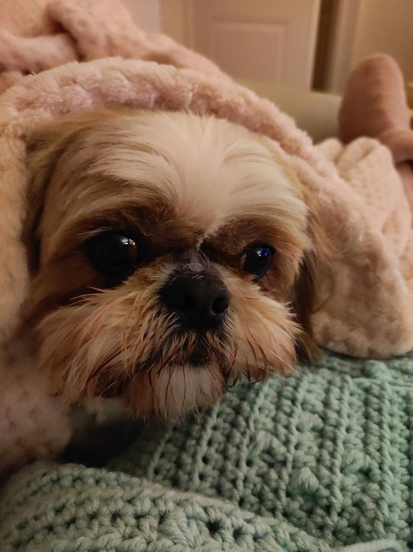 Nell joined the competition — help win amazing prizes! dog, pet, close_up, blanket, knitted, cozy, resting, fur, cute, indoor, soft, warm, texture, small_dog, face, sleepy, comfort, animal, snuggle, relax