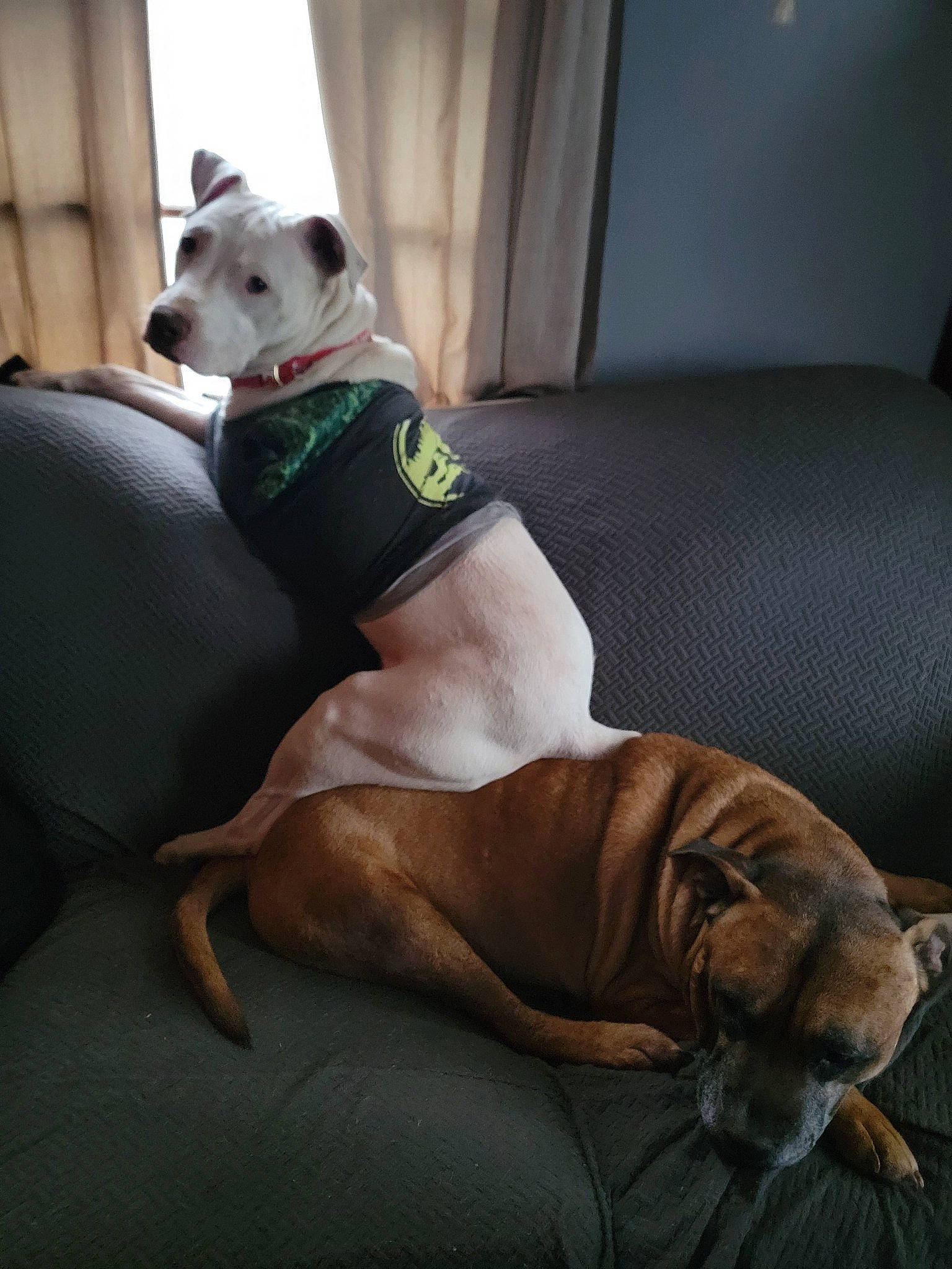 Rooster is registered to the contest to win money with this photo: canidae, carnivore, collar, comfort, companion_dog, couch, dog, dog_breed, dog_collar, dog_supply, fawn, human_leg, knee, liver, snout, sporting_group, tail, whiskers, working_animal, wrinkle