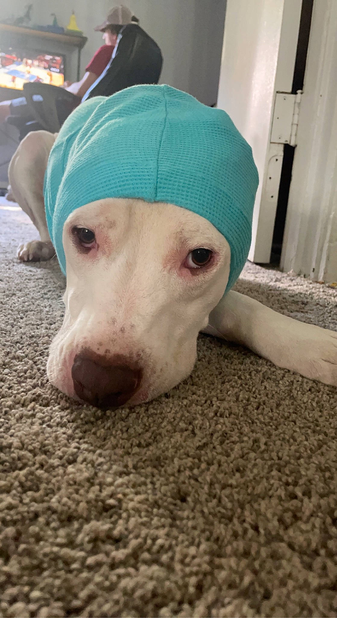 Rooster joined the competition — help win amazing prizes! canidae, cap, carnivore, companion_dog, dog, dog_breed, dog_supply, eye, fashion_accessory, fawn, fur, non_sporting_group, pet_supply, selfie, snout, sporting_group, whiskers, wood, working_animal