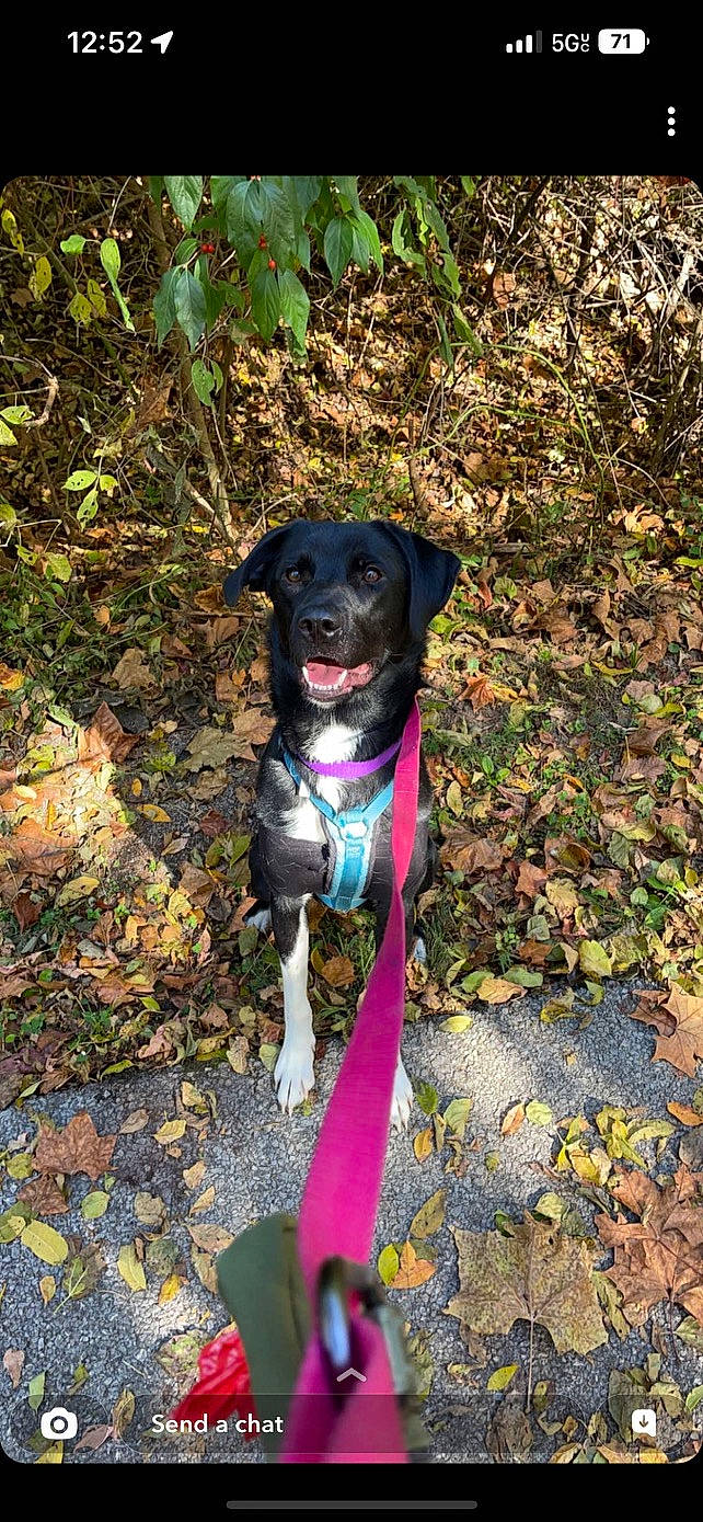 River is registered to the contest to win money with this photo: adventure, art, canidae, carnivore, collar, companion_dog, dog, dog_breed, dog_collar, dog_supply, electric_blue, fawn, grass, gun_dog, leash, pet_supply, plant, sporting_group, tail, working_animal