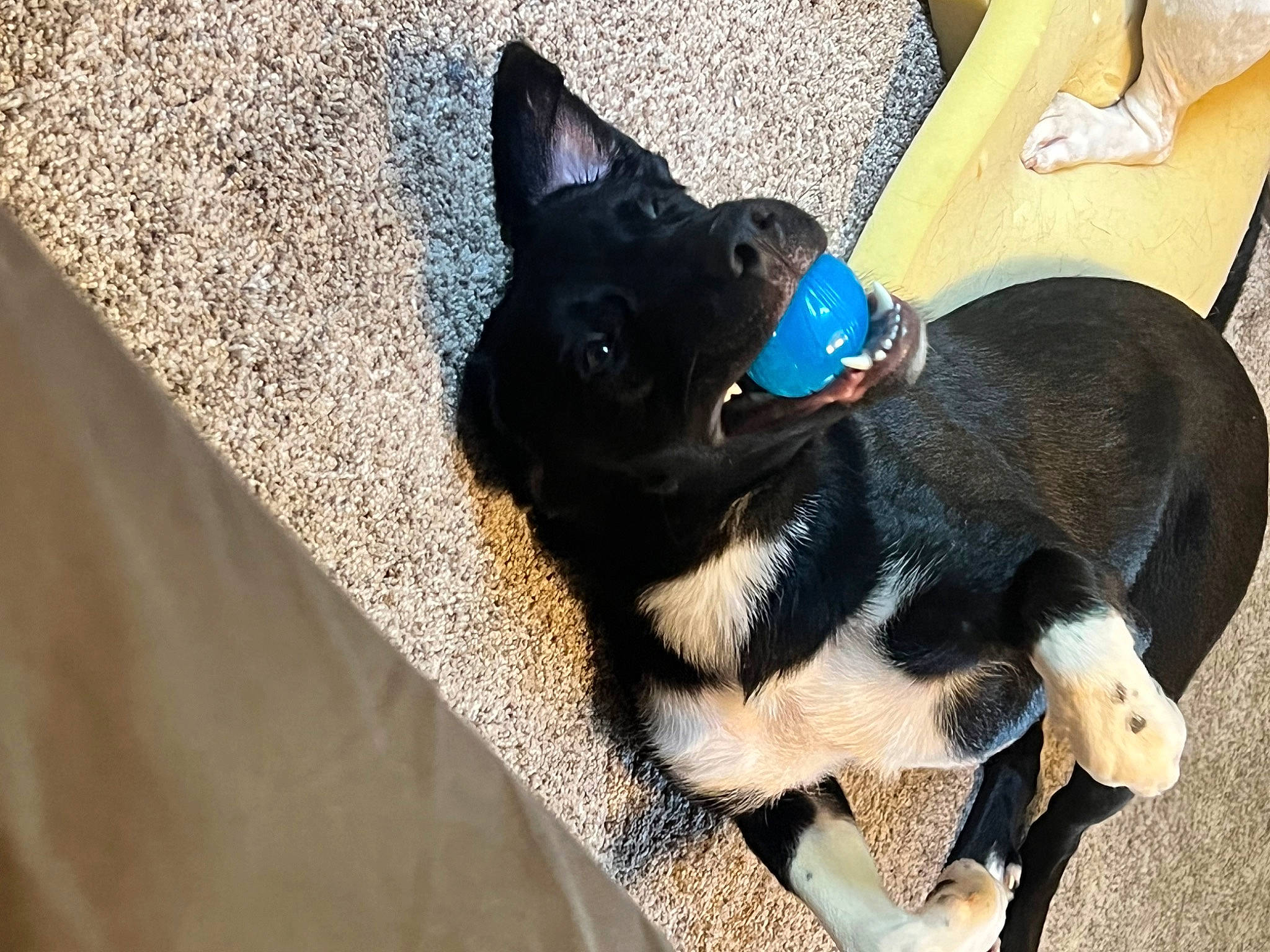 River joined the competition — help win amazing prizes! carnivore, collar, companion_dog, dog, dog_breed, dog_collar, dog_supply, ear, electric_blue, fawn, foot, human_leg, paw, pet_supply, snout, sporting_group, tail, terrestrial_animal, toy_dog, working_animal