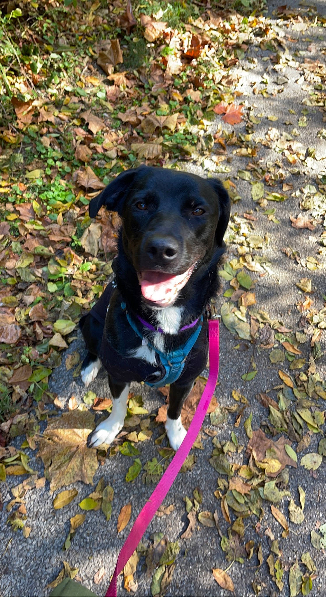 River is registered to the contest to win money with this photo: adventure, borador, canidae, carnivore, collar, companion_dog, dog, dog_breed, dog_collar, electric_blue, grass, gun_dog, leash, plant, retriever, snout, sporting_group, tail, tree, working_animal