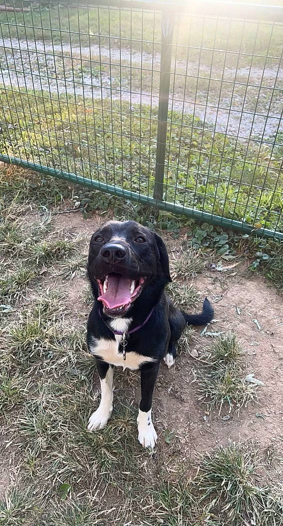 River joined the competition — help win amazing prizes! borador, canidae, carnivore, chain_link_fencing, collar, companion_dog, dog, dog_breed, dog_collar, fence, grass, gun_dog, home_fencing, mesh, pet_supply, plant, terrestrial_animal, wire_fencing, working_animal, working_dog