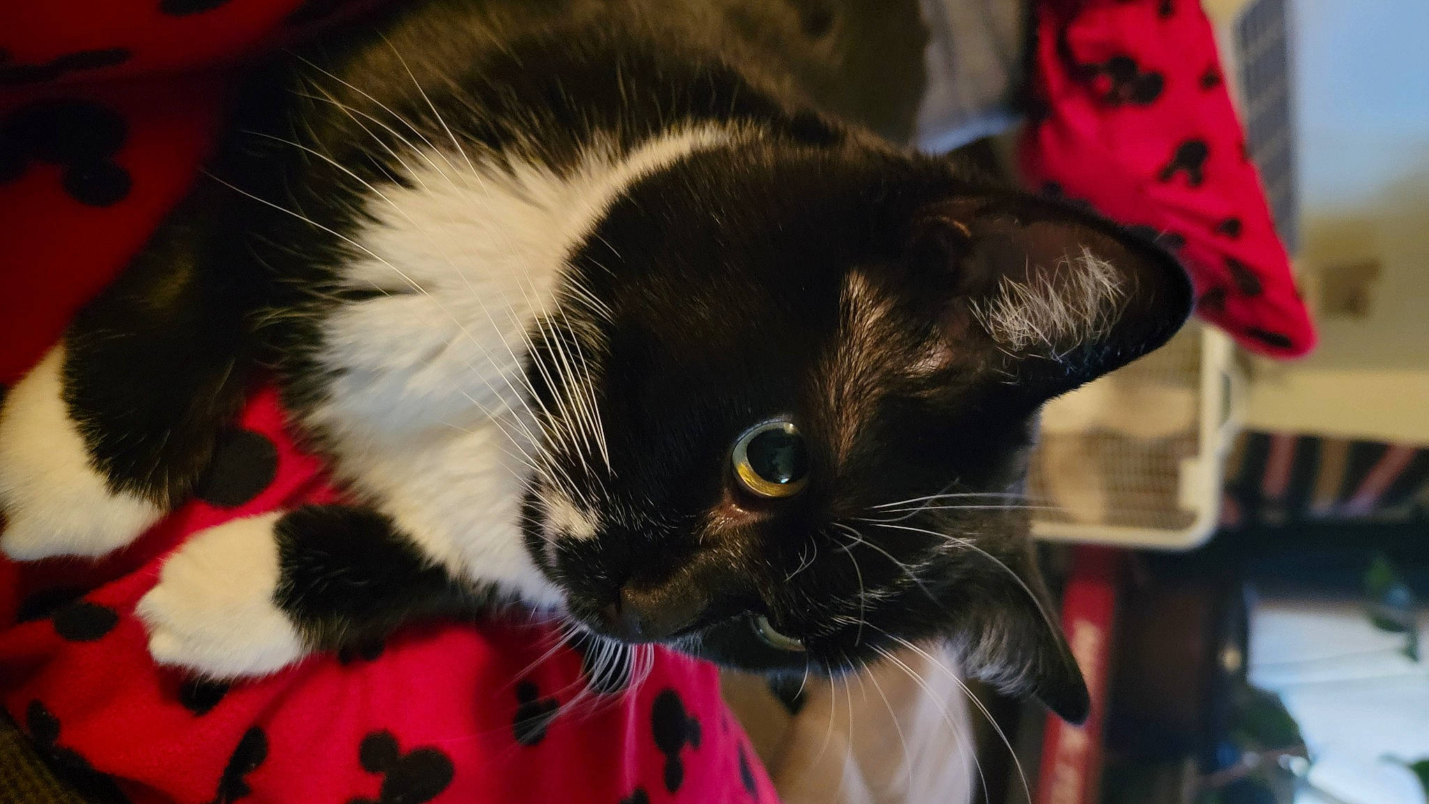 Jojo joined the competition — help win amazing prizes! carmine, carnivore, cat, cat_supply, claw, comfort, domestic_short_haired_cat, ear, eye, felidae, fur, paw, small_to_medium_sized_cats, snout, whiskers