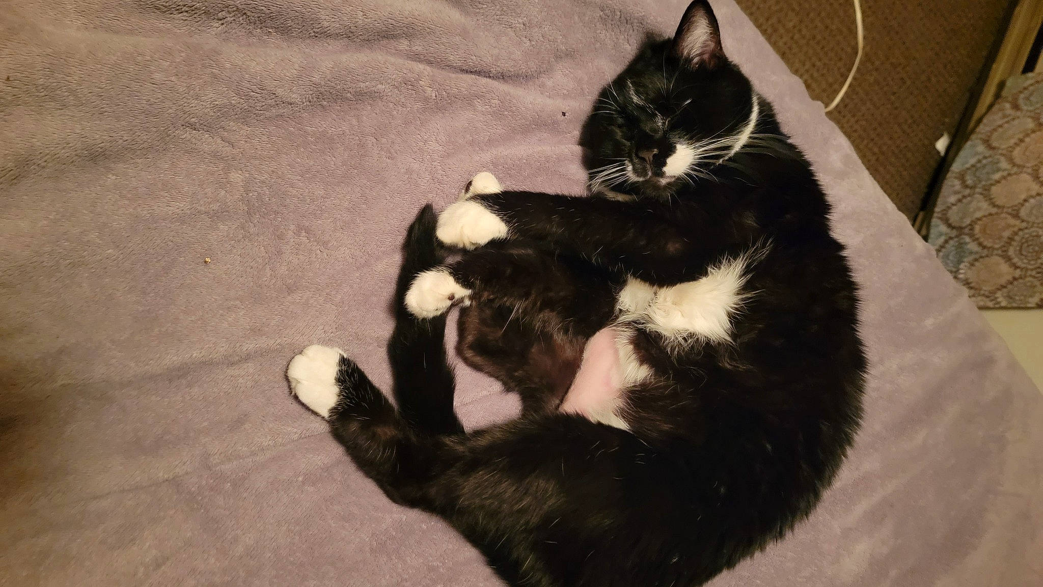 Jojo is registered to the contest to win money with this photo: black_cat, carnivore, cat, claw, comfort, domestic_short_haired_cat, felidae, flooring, formal_wear, fur, hardwood, paw, shadow, small_to_medium_sized_cats, snout, tail, terrestrial_animal, whiskers, wood