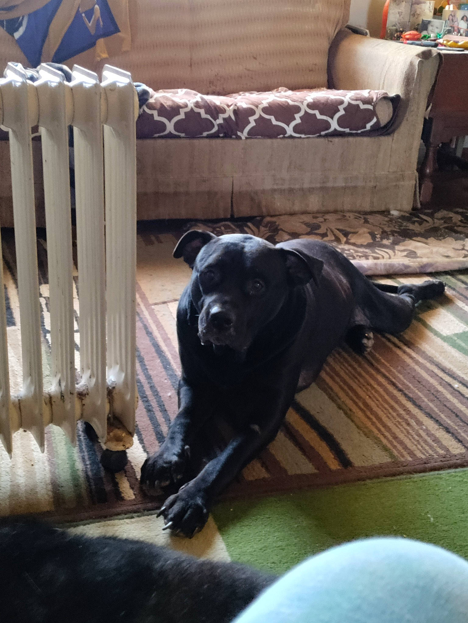 Raven joined the competition — help win amazing prizes! carnivore, chair, comfort, companion_dog, couch, dog, dog_breed, floor, flooring, furniture, grey, gun_dog, hardwood, home, living_room, room, studio_couch, tail, wood, working_animal