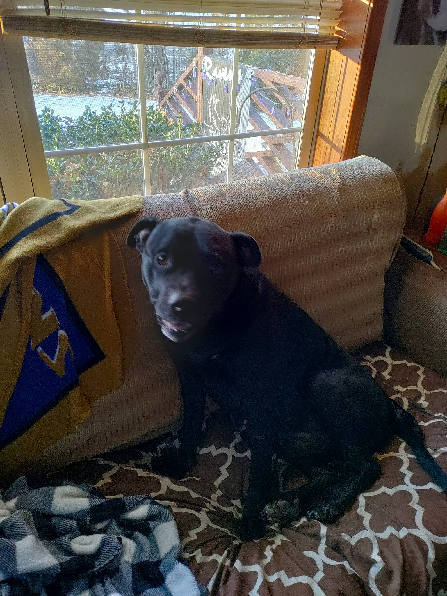 Raven is registered to the contest to win money with this photo: brown, carnivore, chair, comfort, companion_dog, couch, dog, dog_breed, fawn, floor, flooring, liver, living_room, mammal, sporting_group, tints_and_shades, tree, vertebrate, window, working_animal