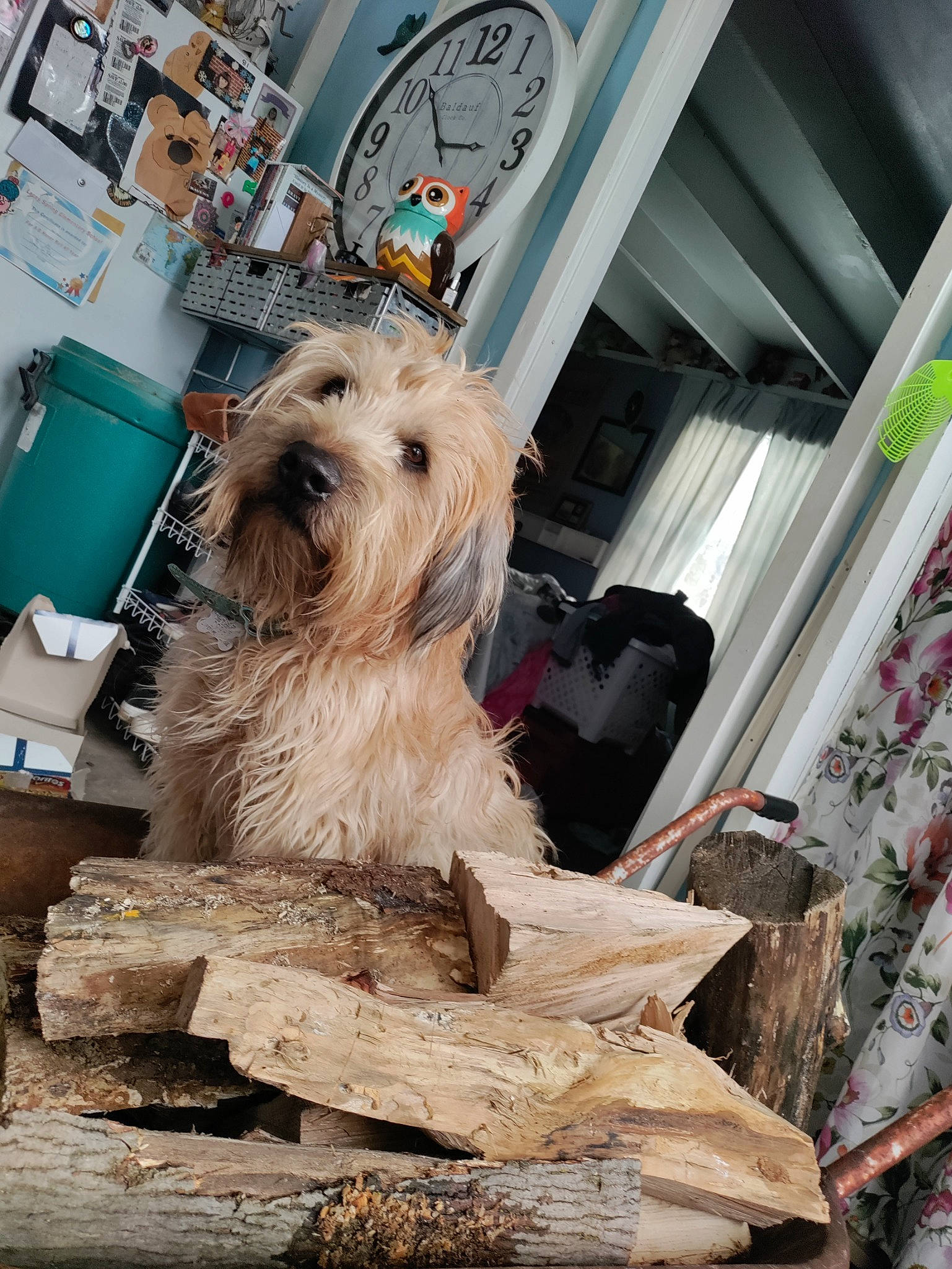 Willy is registered to the contest to win money with this photo: art, canidae, carnivore, companion_dog, dog, dog_breed, dog_supply, flooring, fur, hardwood, sculpture, small_terrier, snout, sporting_group, street, terrier, toy_dog, trunk, wood, working_animal