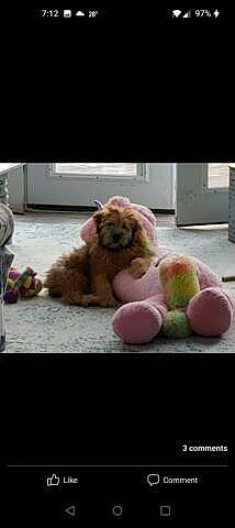 Willy joined the competition — help win amazing prizes! carnivore, comfort, comfort_food, companion_dog, dog, dog_breed, felidae, flooring, foot, fur, ingredient, paw, pink, recipe, room, snout, stuffed_toy, teddy_bear, toy, toy_dog