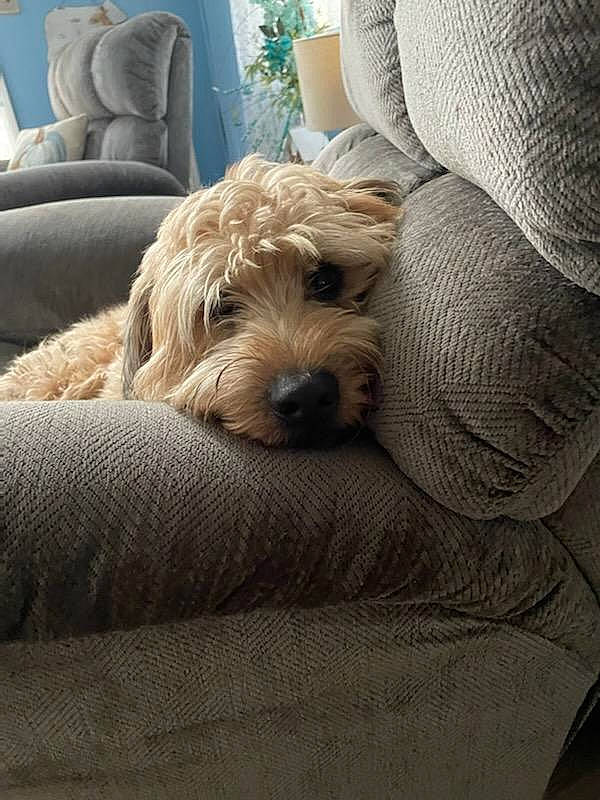 Willy joined the competition — help win amazing prizes! canidae, carnivore, comfort, companion_dog, couch, dog, dog_breed, dog_supply, fawn, fur, liver, living_room, sitting, small_terrier, snout, sporting_group, terrier, toy_dog, wood, working_animal