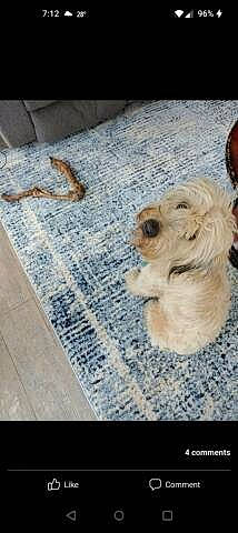 Willy is registered to the contest to win money with this photo: canidae, carnivore, companion_dog, dog, dog_breed, dog_supply, fawn, flooring, fur, hardwood, linens, pet_supply, rectangle, small_terrier, snout, terrier, toy, toy_dog, wood, working_animal