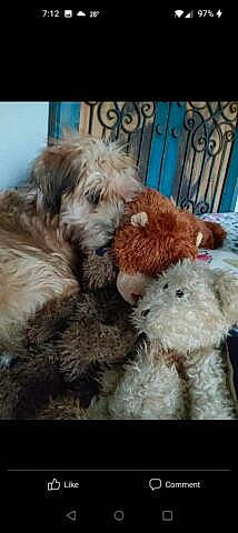 Willy joined the competition — help win amazing prizes! canidae, carnivore, comfort, companion_dog, dog, dog_breed, fawn, fur, labradoodle, liver, small_terrier, snout, sporting_group, stuffed_toy, terrier, toy, toy_dog, vertebrate, water_dog, working_animal