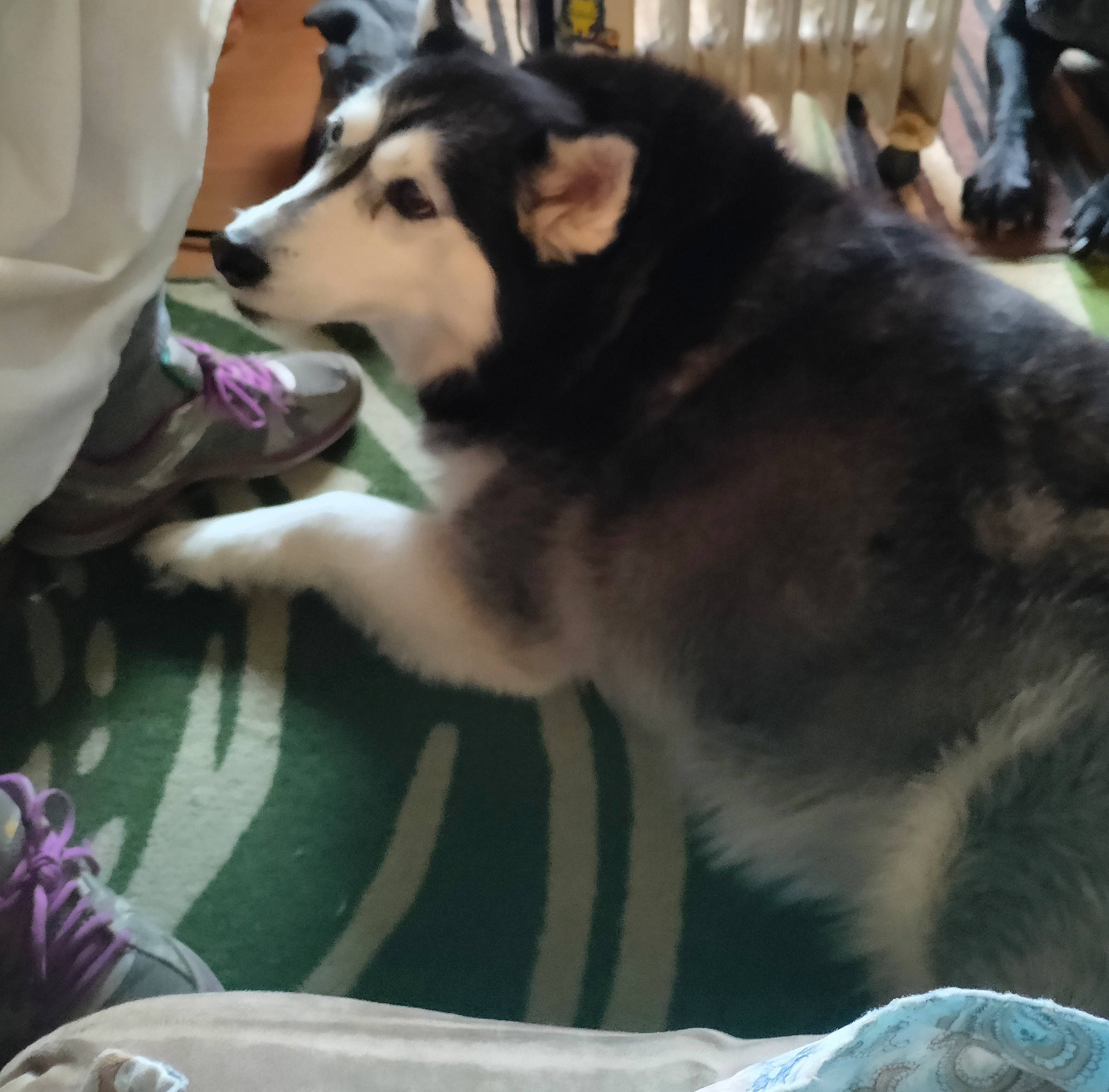 Orca is registered to the contest to win money with this photo: ancient_dog_breeds, canidae, canis, carnivore, companion_dog, dog, dog_breed, east_european_shepherd, fur, herding_dog, recreation, siberian_husky, sled_dog, snout, sporting_group, tail, whiskers, wolf, working_animal, working_dog