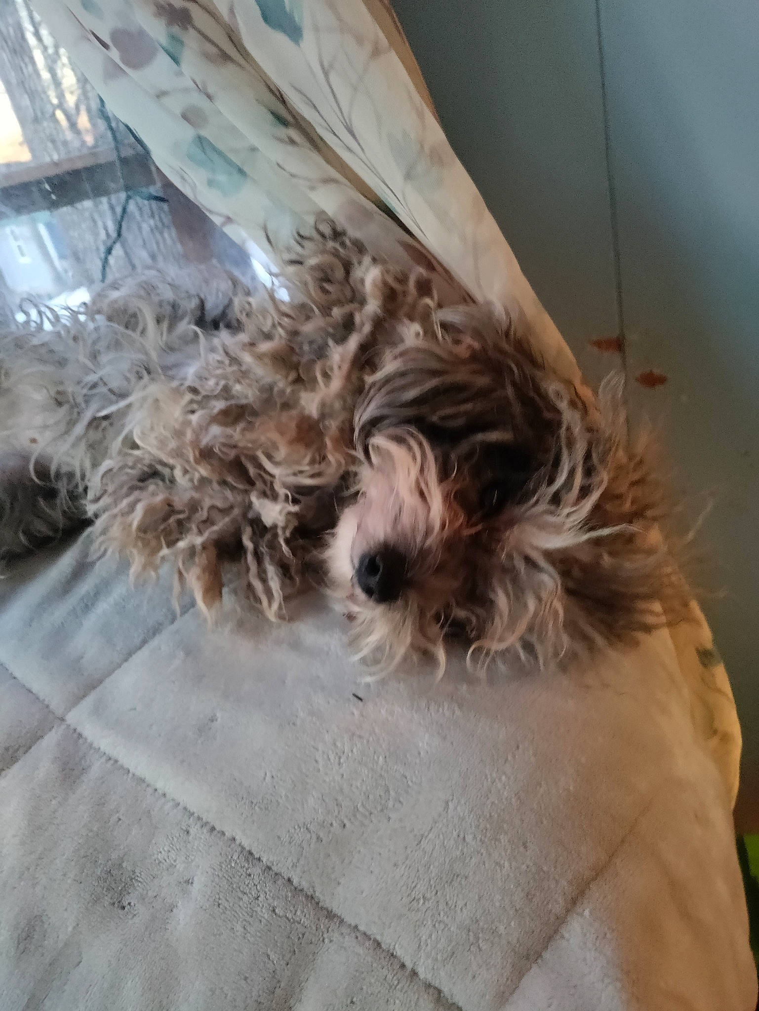 Stormi is registered to the contest to win money with this photo: canidae, carnivore, comfort, companion_dog, dog, dog_breed, dog_supply, fawn, felidae, flooring, fur, hardwood, liver, small_terrier, snout, sporting_group, terrier, toy_dog, wood, working_animal