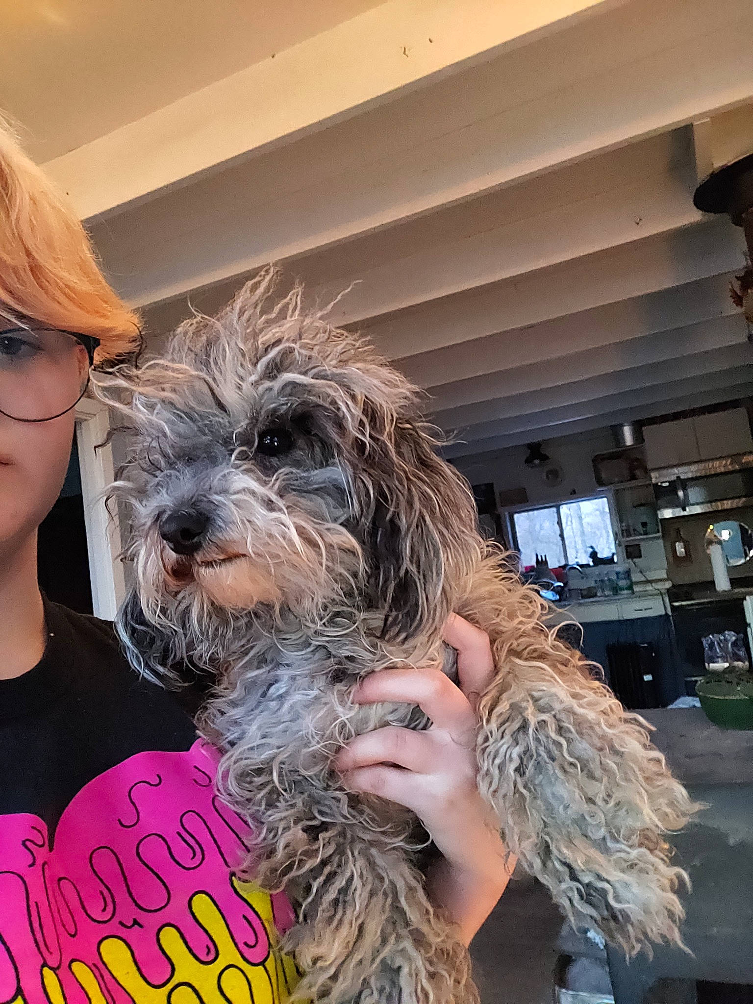 Stormi joined the competition — help win amazing prizes! canidae, carnivore, companion_dog, dog, dog_breed, dog_supply, eyewear, fur, glasses, mammal, puppy_love, small_terrier, snout, sporting_group, sunglasses, terrier, toy_dog, vision_care