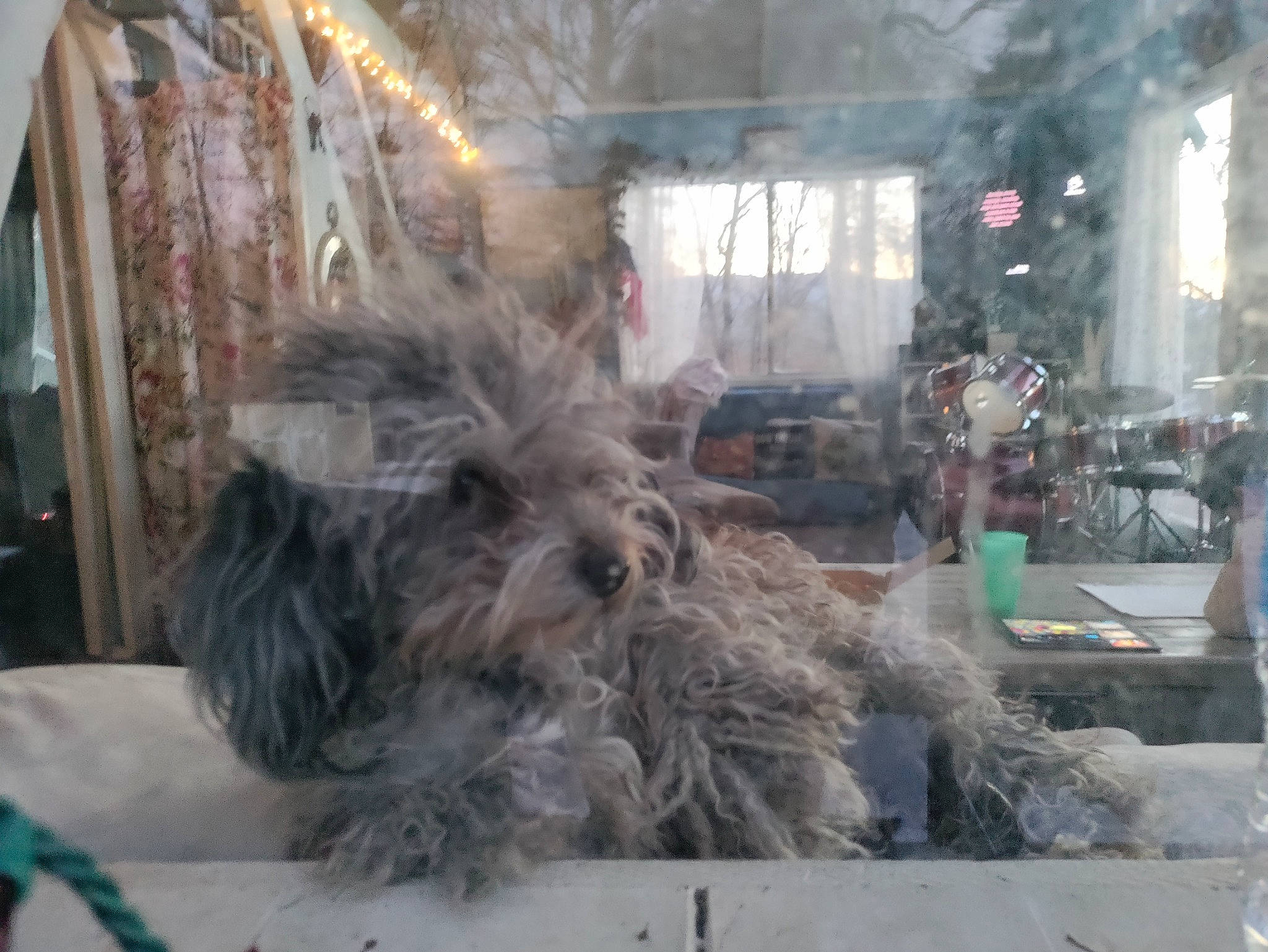 Stormi is registered to the contest to win money with this photo: dog_breed, event, flooring, fur, glass, small_terrier, snout, terrier, winter, wood