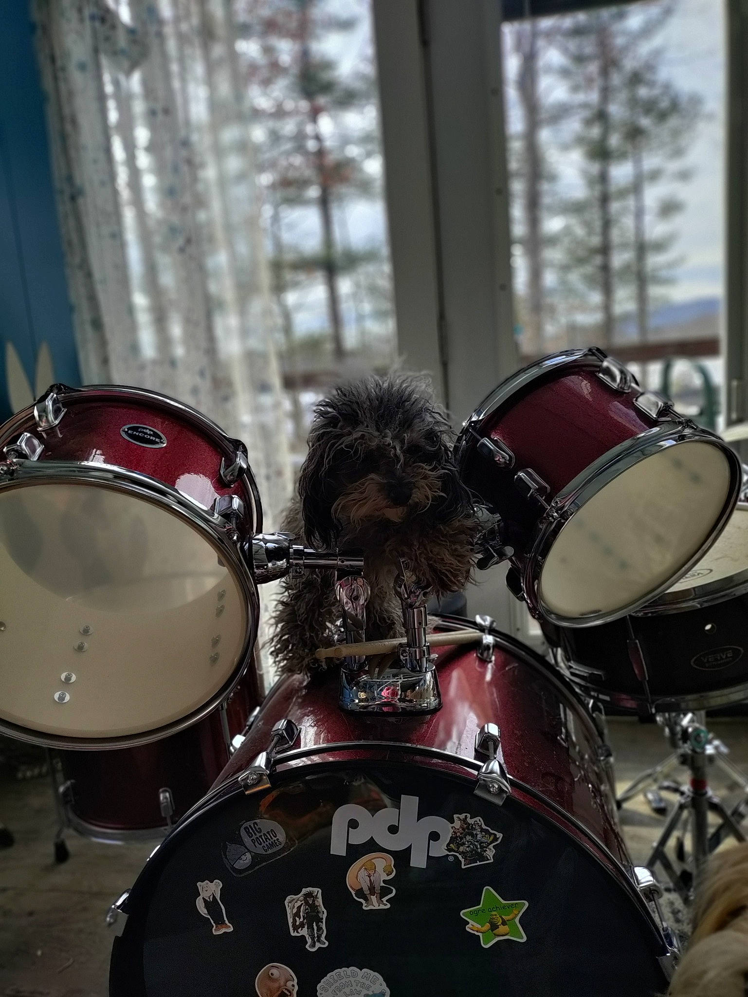 Stormi is registered to the contest to win money with this photo: bass_drum, concert, cymbal, drum, drum_stick, drumhead, drummer, drums, electronic_instrument, idiophone, membranophone, music, musical_instrument, musical_instrument_accessory, musician, percussion, photograph, plant, tom_tom_drum, tree