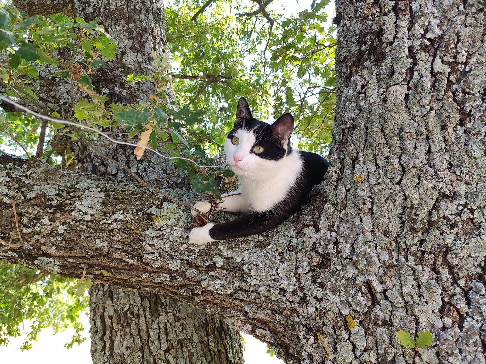 Attila participe au concours pour gagner de l'argent avec cette photo : branch, carnivore, cat, deciduous, domestic_short_haired_cat, felidae, fur, grass, mammal, plant, small_to_medium_sized_cats, snout, tail, tree, trunk, twig, vertebrate, whiskers, wood, woody_plant