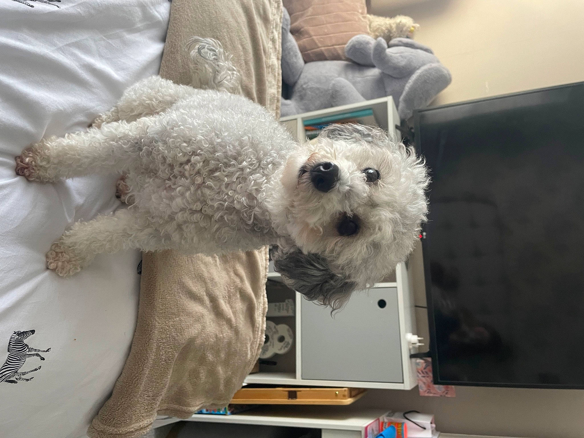 Darcy joined the competition — help win amazing prizes! canidae, carnivore, comfort, companion_dog, couch, dog, dog_breed, fur, labradoodle, poodle, room, small_terrier, snout, sporting_group, stuffed_toy, teddy_bear, terrier, textile, toy, toy_dog
