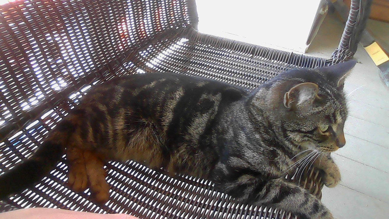 Kiwi joined the competition — help win amazing prizes! animal_shelter, carnivore, cat, comfort, domestic_short_haired_cat, felidae, fur, mesh, pet_supply, small_to_medium_sized_cats, snout, tail, terrestrial_animal, whiskers