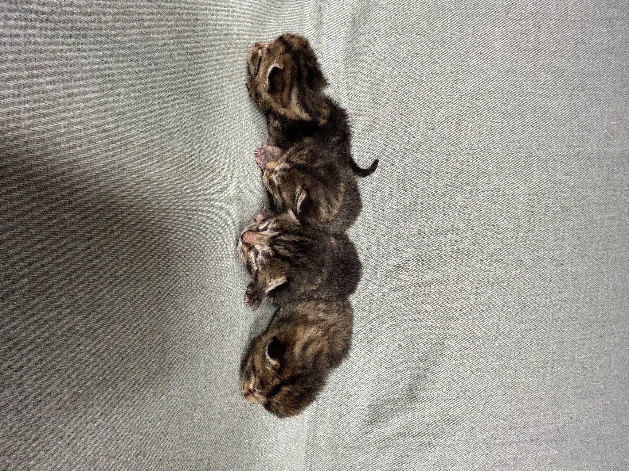 Cutie is registered to the contest to win money with this photo: art, canidae, carnivore, claw, dog_breed, domestic_short_haired_cat, fawn, felidae, fur, metal, pattern, paw, small_to_medium_sized_cats, sporting_group, tail, terrestrial_animal, whiskers, wood, woven_fabric