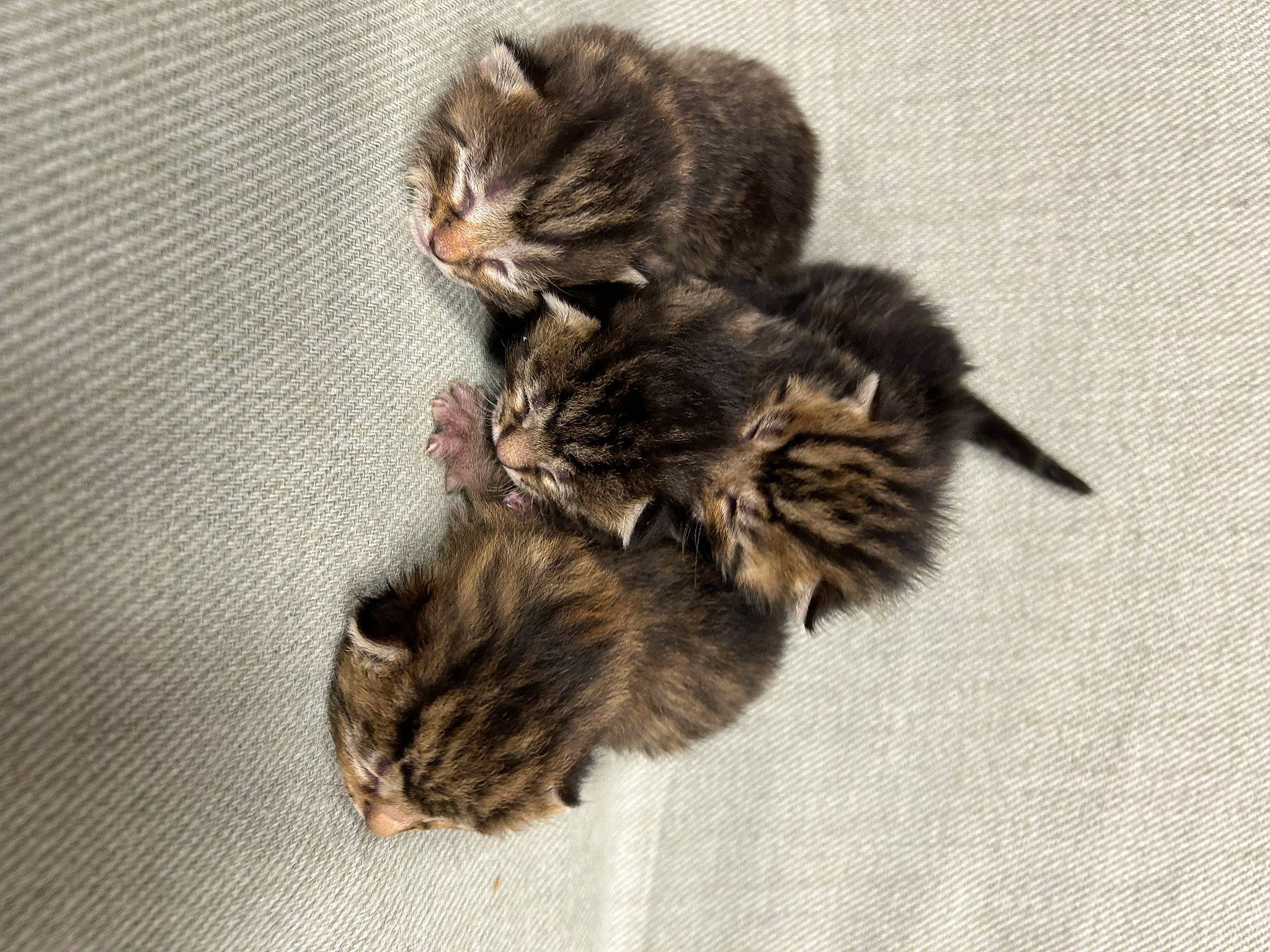 Cutie joined the competition — help win amazing prizes! carnivore, cat, claw, domestic_short_haired_cat, fawn, felidae, fur, paw, small_to_medium_sized_cats, snout, tail, whiskers