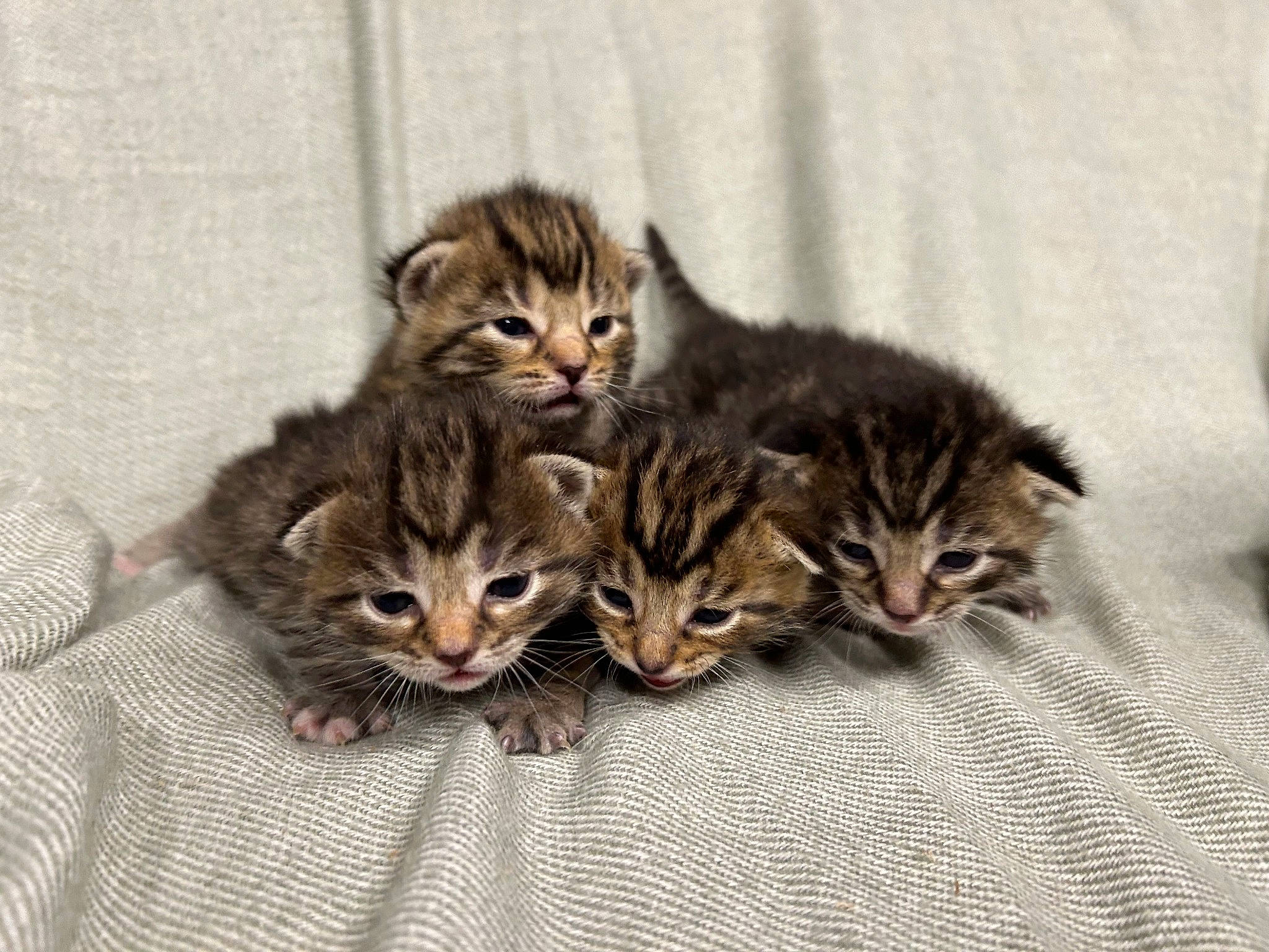 Cutie joined the competition — help win amazing prizes! carnivore, cat, domestic_short_haired_cat, felidae, fur, paw, small_to_medium_sized_cats, snout, tail, terrestrial_animal, whiskers