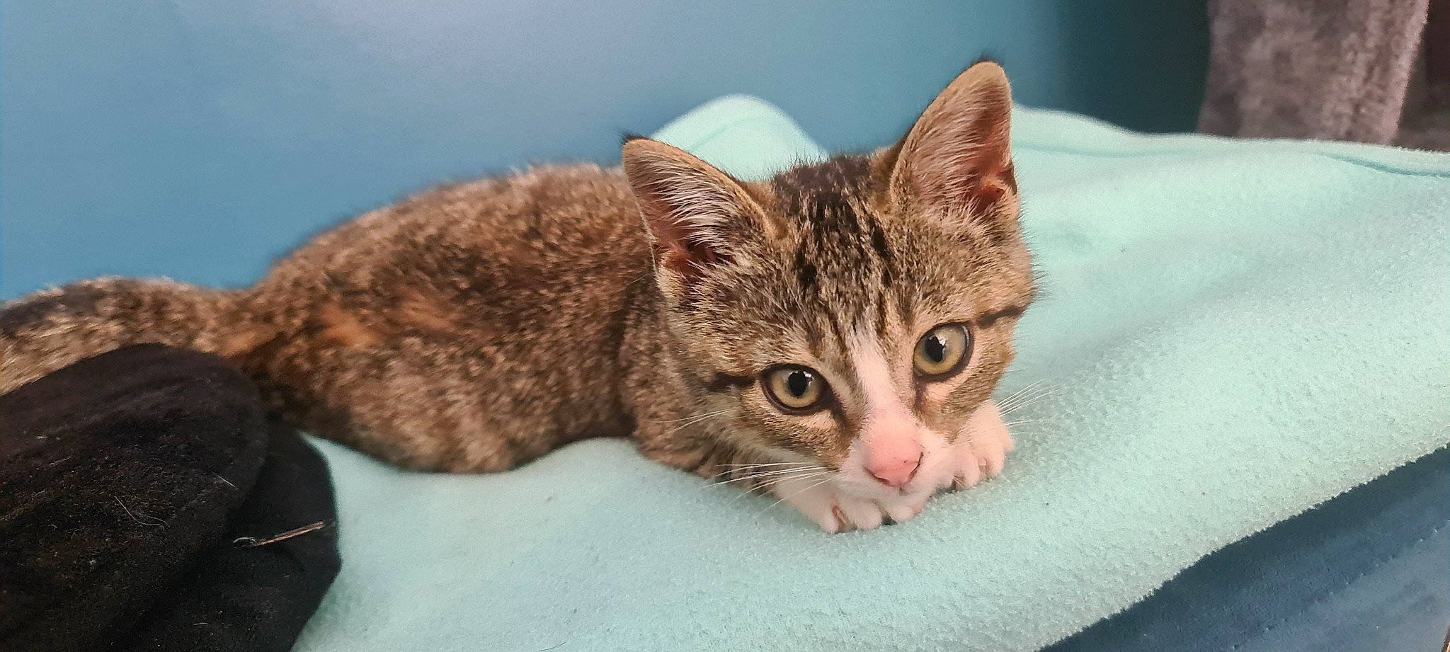 Kyra a rejoint le concours — aidez-le/la à gagner de superbes lots ! carnivore, cat, cat_supply, claw, comfort, curious, domestic_short_haired_cat, eye, fawn, felidae, fur, paw, sitting, small_to_medium_sized_cats, snout, terrestrial_animal, whiskers, wildlife