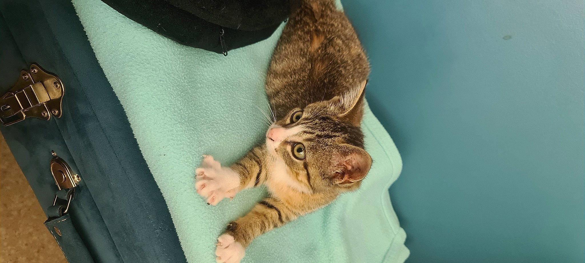 Kyra participe au concours pour gagner de l'argent avec cette photo : carnivore, cat, claw, comfort, domestic_short_haired_cat, ear, eye, fawn, felidae, foot, fur, gesture, head, human_body, leg, paw, small_to_medium_sized_cats, snout, tail, whiskers