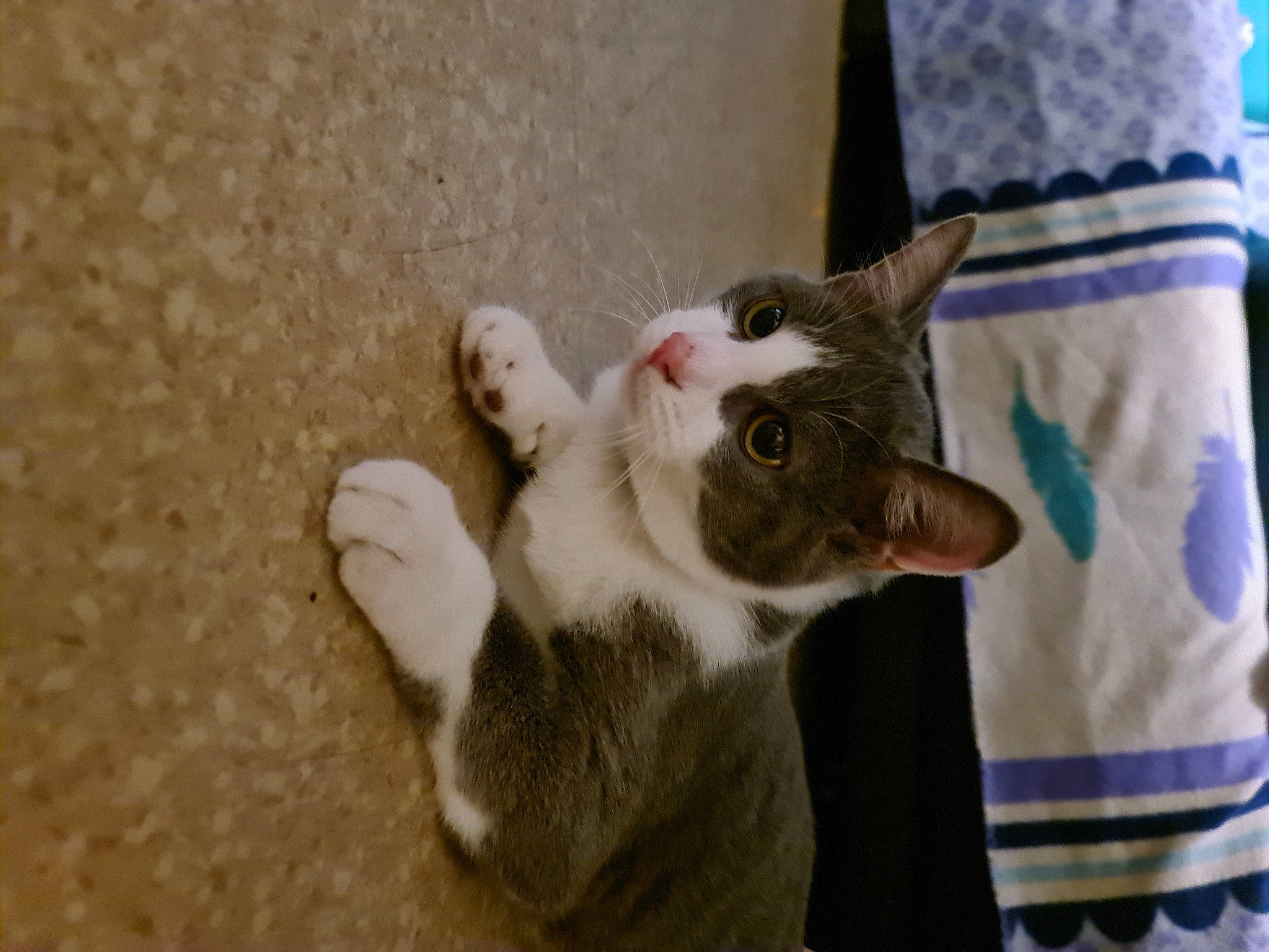 Meï a rejoint le concours — aidez-le/la à gagner de superbes lots ! carnivore, cat, claw, comfort, domestic_short_haired_cat, fawn, felidae, fur, gesture, linens, paw, sleeve, small_to_medium_sized_cats, tail, whiskers