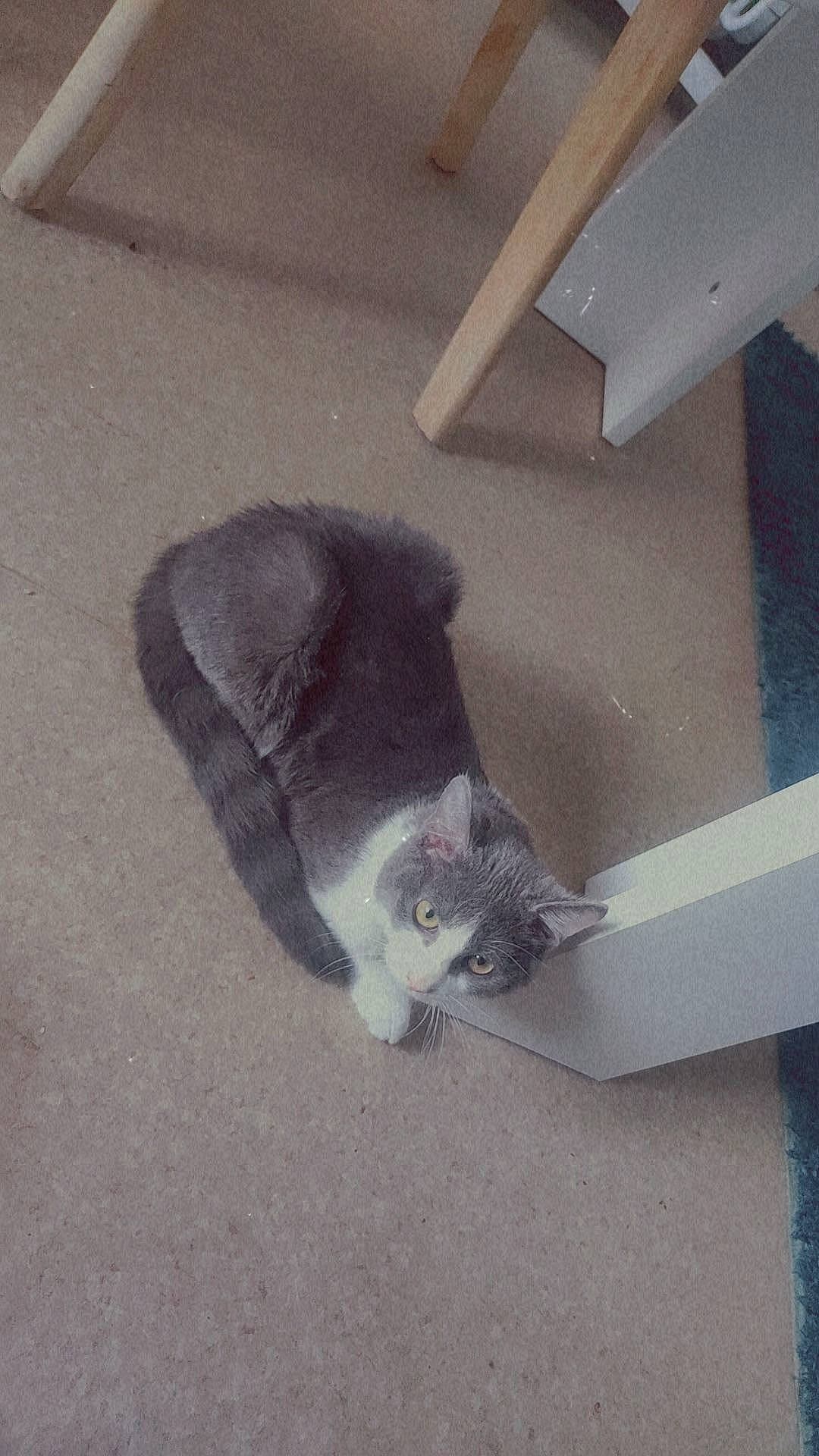 Meï participe au concours pour gagner de l'argent avec cette photo : canidae, carnivore, cat, dog_breed, domestic_short_haired_cat, felidae, floor, flooring, fur, grey, hardwood, paw, shadow, small_to_medium_sized_cats, snout, sporting_group, tail, tints_and_shades, whiskers, wood