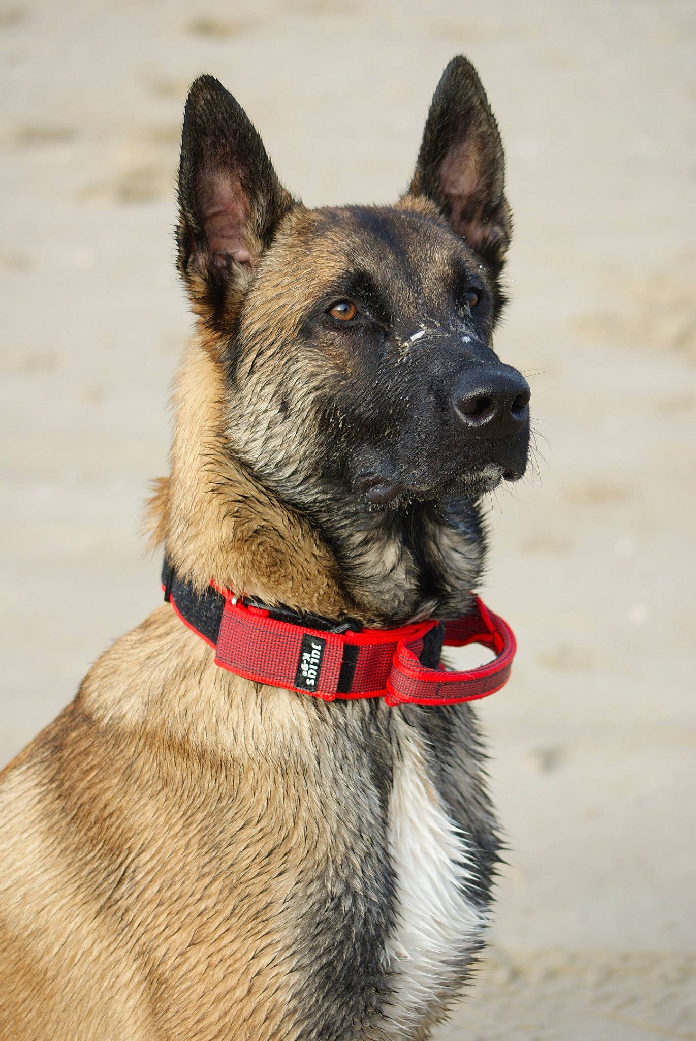 Sulley a rejoint le concours — aidez-le/la à gagner de superbes lots ! belgian_shepherd, belgian_shepherd_malinois, canidae, carnivore, collar, dog, dog_breed, dog_collar, dutch_shepherd_dog, fawn, german_shepherd_dog, kunming_wolfdog, leash, mammal, police_dog, rare_breed_dog, shiloh_shepherd_dog, snout, tervuren, vertebrate