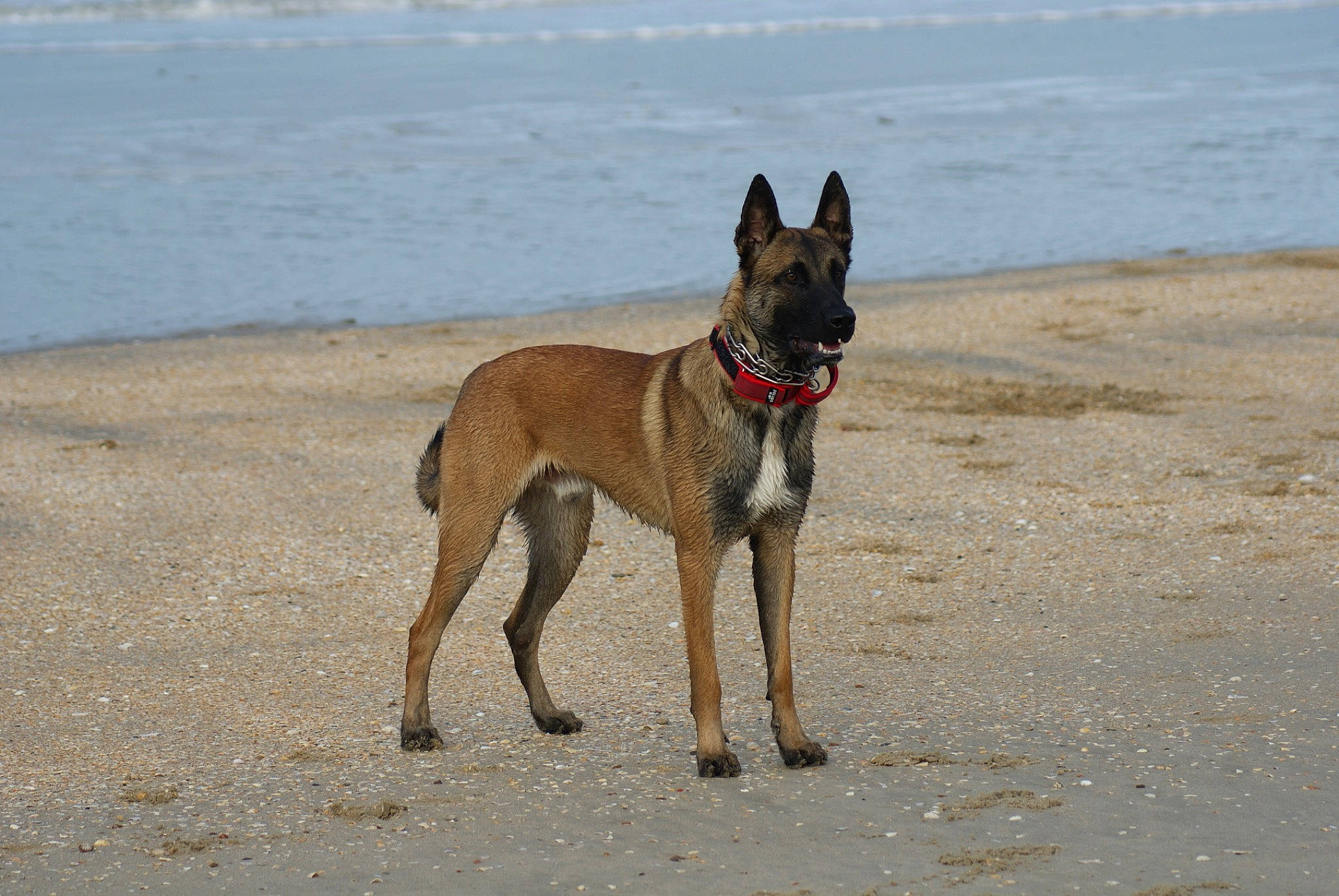 Sulley a rejoint le concours — aidez-le/la à gagner de superbes lots ! beach, belgian_shepherd, belgian_shepherd_malinois, canidae, carnivore, dog, dog_breed, fawn, great_dane, guard_dog, mammal, vertebrate, working_dog