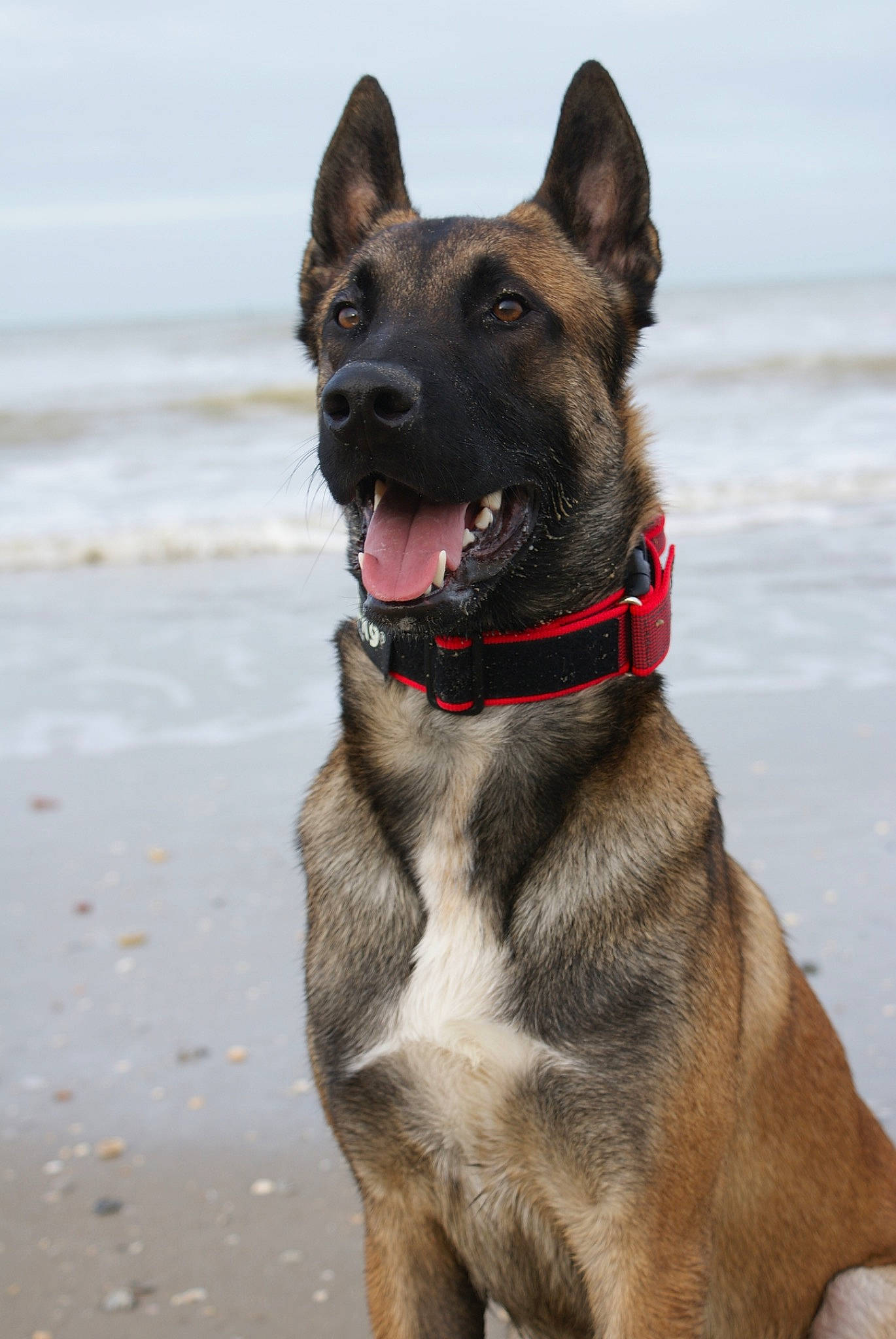 Sulley a rejoint le concours — aidez-le/la à gagner de superbes lots ! belgian_shepherd, belgian_shepherd_malinois, canidae, carnivore, dog, dog_breed, dog_collar, east_european_shepherd, fawn, german_shepherd_dog, kunming_wolfdog, mammal, norwegian_elkhound, police_dog, rare_breed_dog, shiloh_shepherd_dog, snout, sporting_group, tervuren, vertebrate