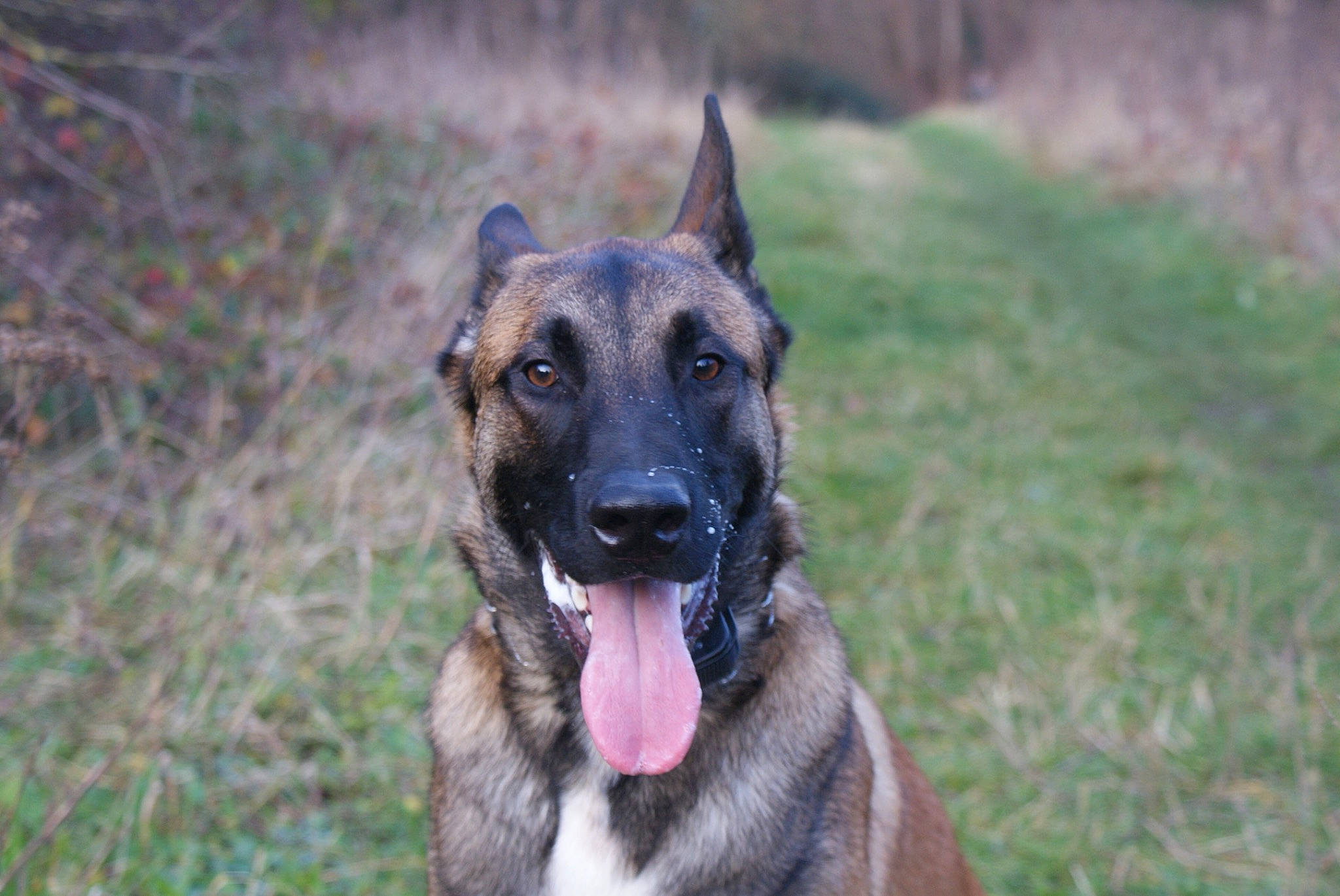 Sulley a rejoint le concours — aidez-le/la à gagner de superbes lots ! belgian_shepherd, belgian_shepherd_malinois, canidae, carnivore, dog, dog_breed, fawn, german_shepherd_dog, mammal, rare_breed_dog, snout, vertebrate