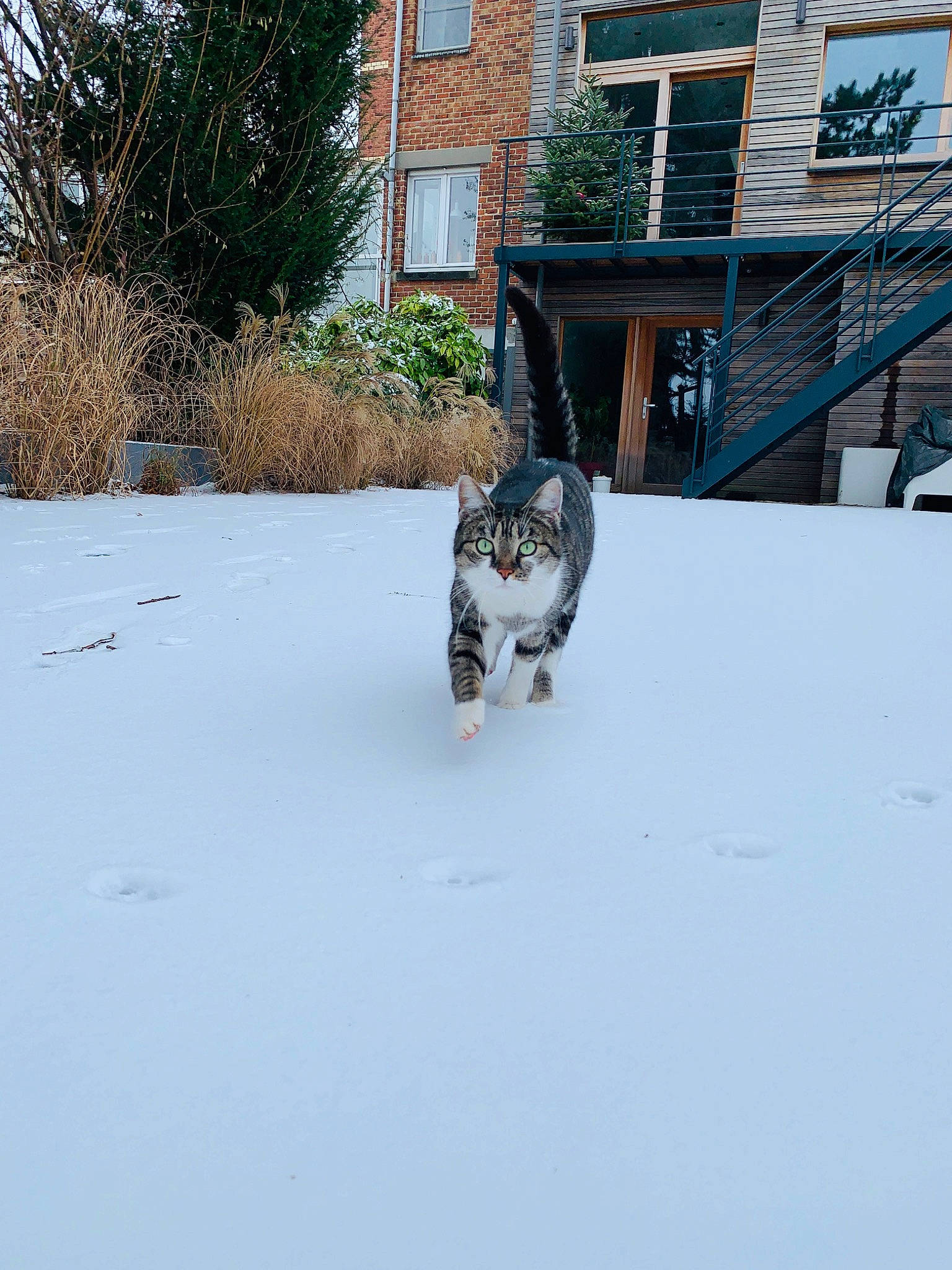 Fluffy participe au concours pour gagner de l'argent avec cette photo : aegean_cat, carnivore, cat, domestic_short_haired_cat, egyptian_mau, european_shorthair, felidae, freezing, fur, ice, kitten, polydactyl_cat, small_to_medium_sized_cats, snow, tabby_cat, tail, whiskers, winter