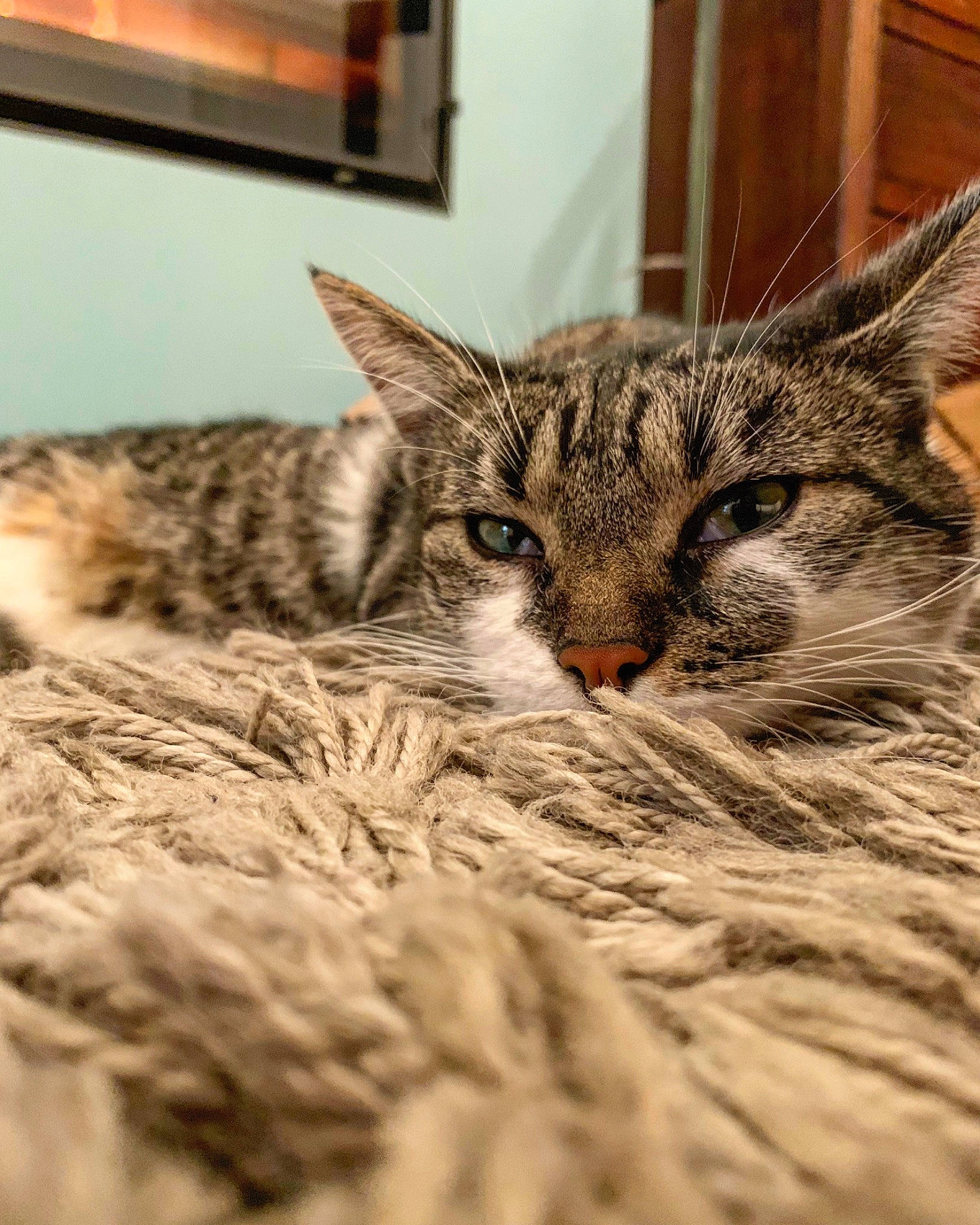 Fluffy participe au concours pour gagner de l'argent avec cette photo : american_shorthair, asian, california_spangled, carnivore, cat, close_up, domestic_short_haired_cat, dragon_li, egyptian_mau, european_shorthair, felidae, fur, kitten, mammal, pixie_bob, small_to_medium_sized_cats, snout, tabby_cat, whiskers, wild_cat