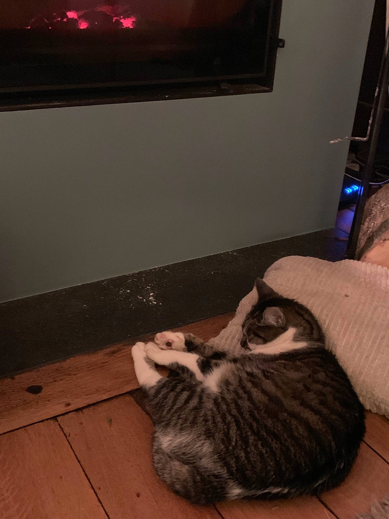 Fluffy a rejoint le concours — aidez-le/la à gagner de superbes lots ! american_shorthair, asian, carnivore, cat, domestic_short_haired_cat, european_shorthair, felidae, floor, flooring, fur, kitten, small_to_medium_sized_cats, tabby_cat, tail, whiskers