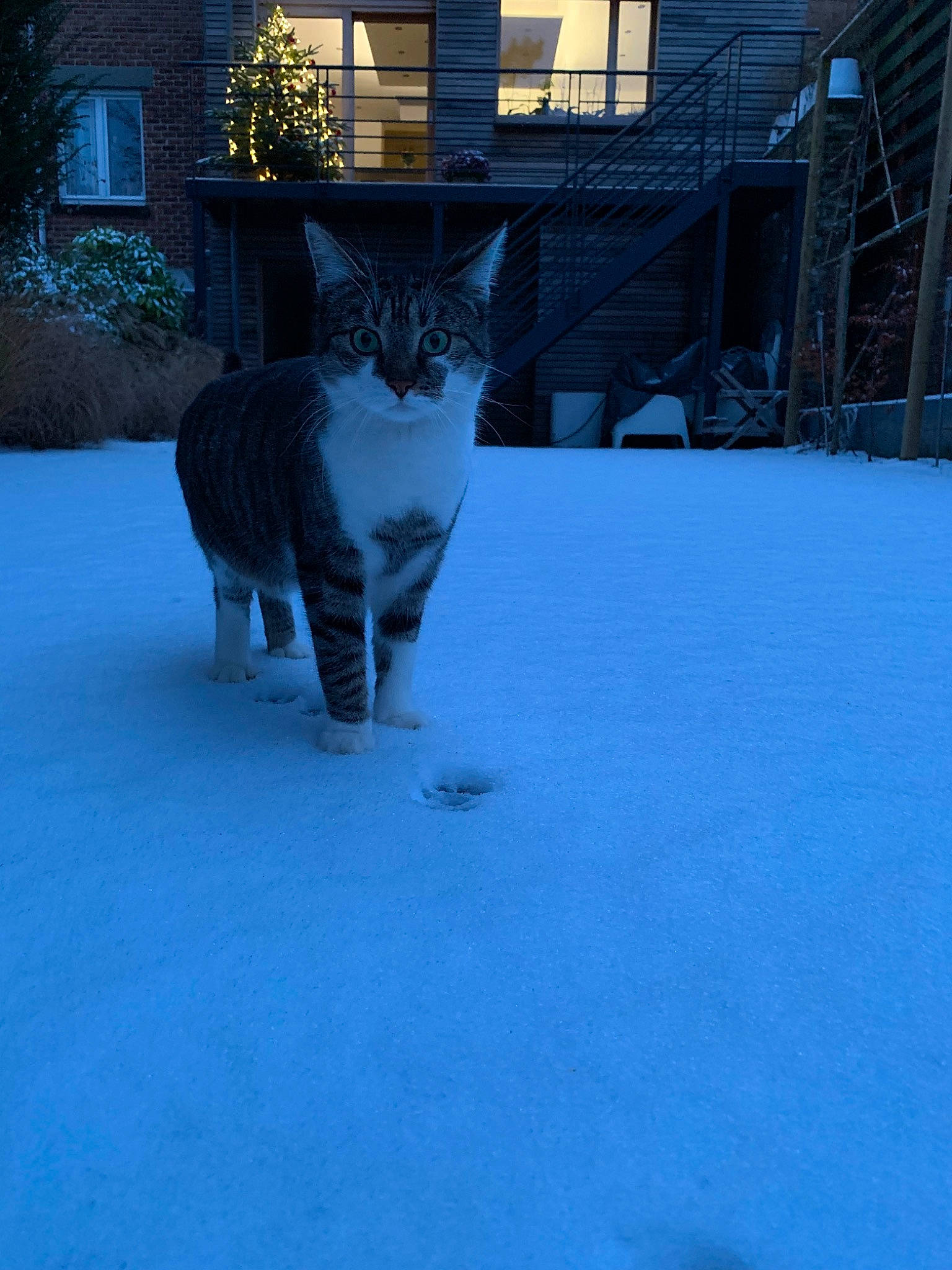 Fluffy participe au concours pour gagner de l'argent avec cette photo : aegean_cat, carnivore, cat, domestic_short_haired_cat, european_shorthair, felidae, fur, polydactyl_cat, sky, small_to_medium_sized_cats, snout, snow, tail, whiskers, window, winter
