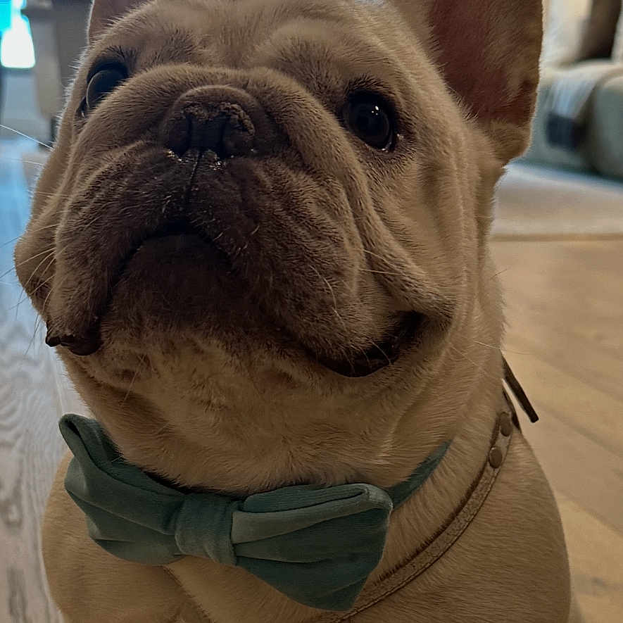 Archibald