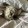 Archibald is registered to the contest to win money with this photo: animal, bed, blanket, closeup, comfort, cozy, cute, dog, fur, indoor, peaceful, pet, quilt, relaxed, resting, sleeping, snuggling, soft, warm, white