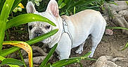 Archibald is registered to the contest to win money with this photo: animal, canine, collar, curious, dirt, dog, ears, french_bulldog, fur, garden, greenery, ground, leaves, nature, outdoor, pet, plants, roots, small_dog, snout